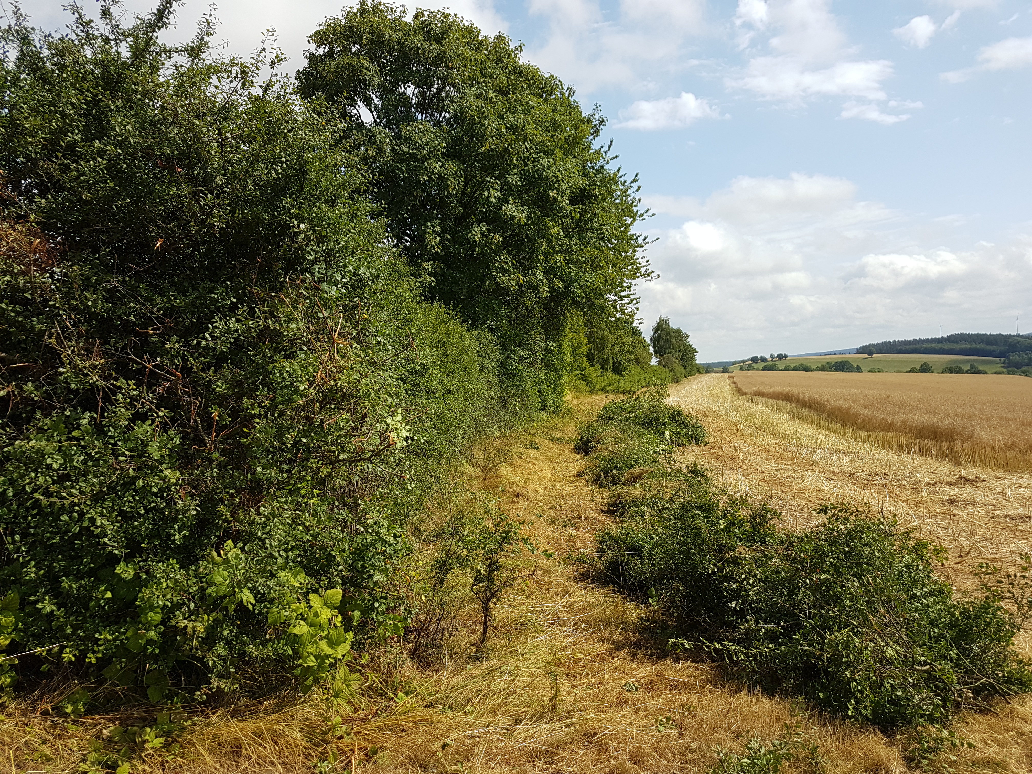 Baggerarbeiten (4)