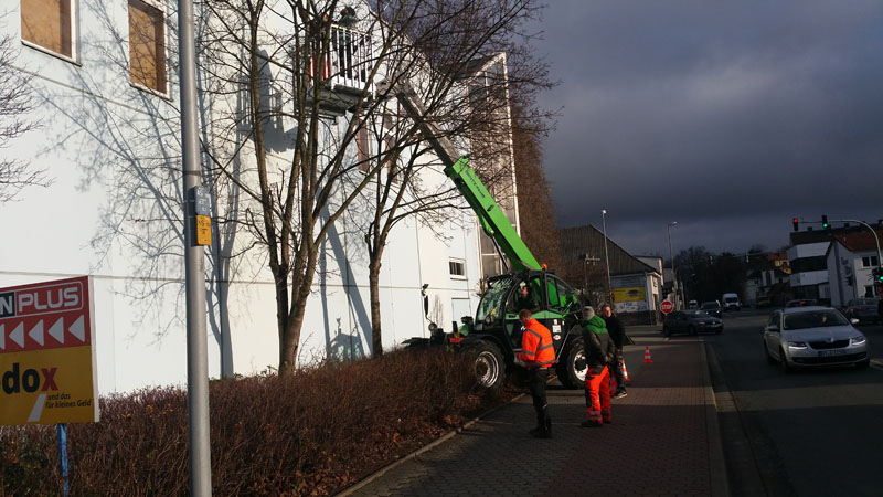 Baumfällung & Heckenpflege