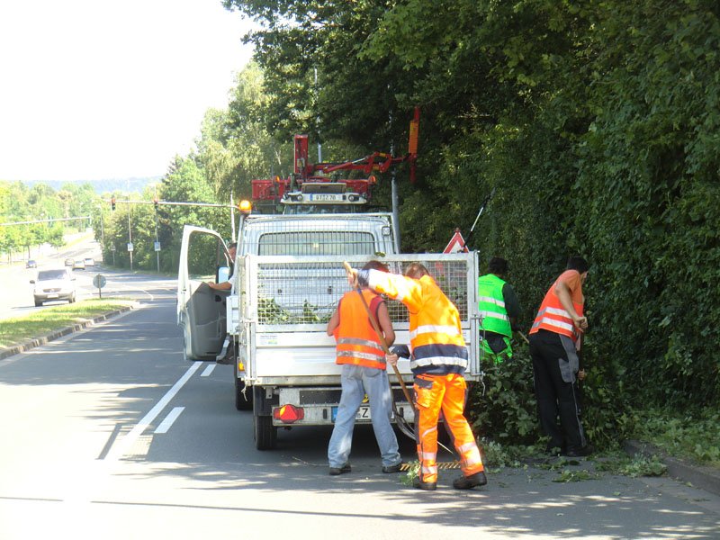 Baumfällung & Heckenpflege