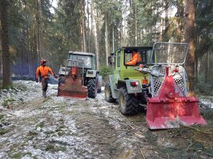 Baumfällung & Heckenpflege