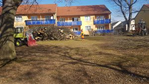 Baumfällung & Heckenpflege