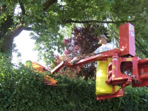 Baumfällung & Heckenpflege